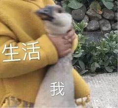 大批量亞馬遜店鋪出現風險警告！會員日前又有大動作？
