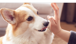 提前預告！旺季大促，海外鏟屎官們把錢都花在這裏了！