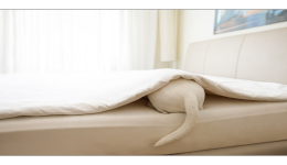 家居“換妝”需求高漲，四大品類迎來熱銷機遇