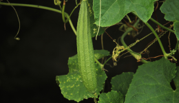 一根15美元！亞馬遜“刷”出來的爆款