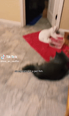 點擊量破千萬！亞馬遜貓玩具爆火Tiktok，警惕千億市場背後的侵權危機！