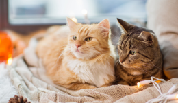 衝上第一！貓咪食品走紅TikTok小店