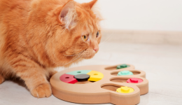 2024.03.29亞馬遜選品推薦（僅供參考）：寵物飲水機濾芯片