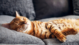 搶佔先機！2024亞馬遜寵物日營銷攻略來了