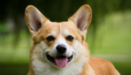 2024.05.31亞馬遜選品推薦（僅供參考）：雙頭驅狗器