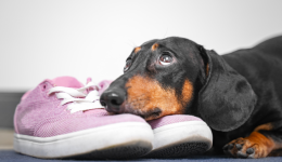 2024.05.23亞馬遜選品推薦（僅供參考）：透氣耐磨反光狗鞋