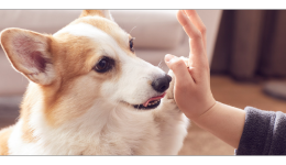 月銷量猛漲3倍，速賣通“超級爆發日”成爲寵物商家爆單助推器