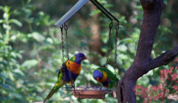 2024.07.20亞馬遜選品推薦（僅供參考）：木質鳥房子