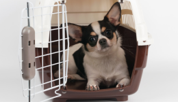 TikTok寵界新王登基，月攬金幣640萬寵物經濟燃爆