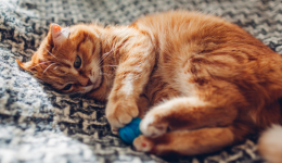 2024.08.13亞馬遜選品推薦（僅供參考）：爬爬墊